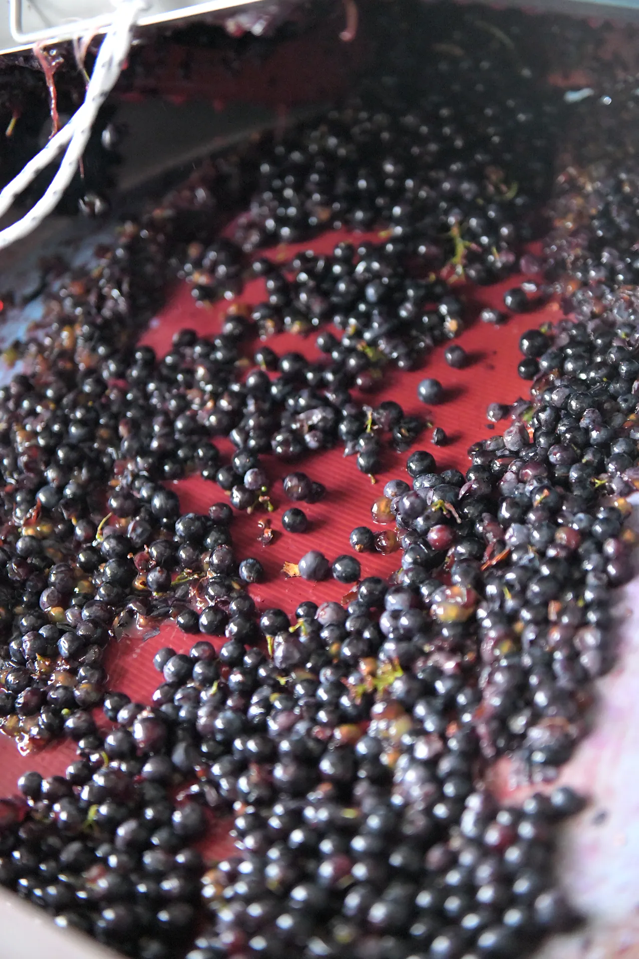 Whole black grapes turning in the crusher, the steel already running deep red.