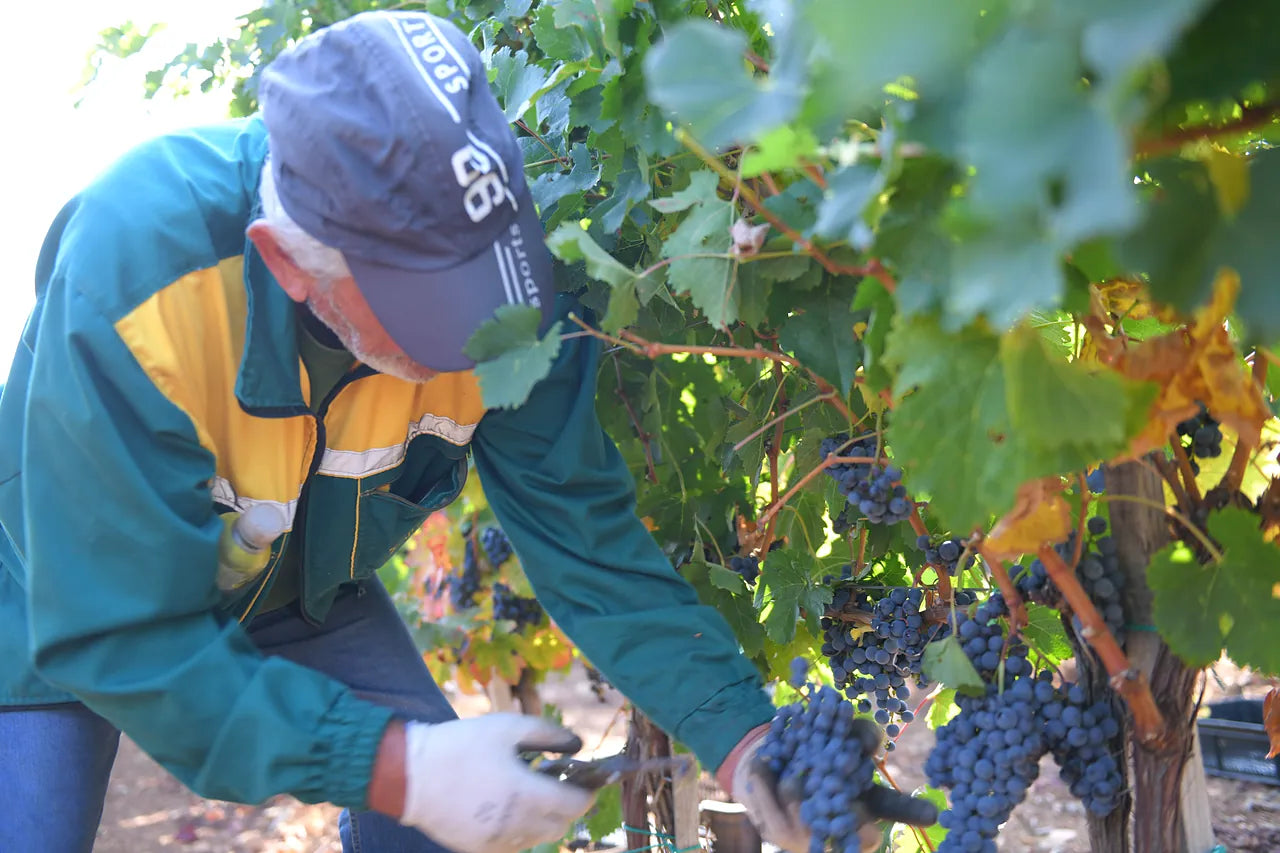 A picker moving down the row with a full crate on one shoulder.