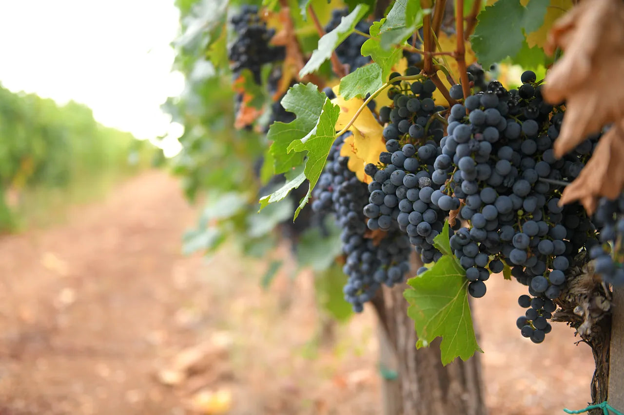Ripe black clusters hanging under the leaf canopy, ready to pick.