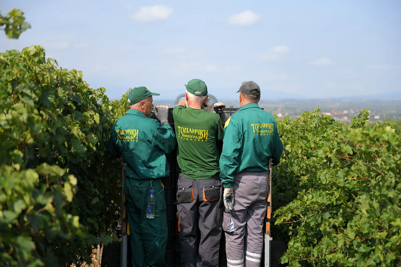 Three of the harvest crew in branded jackets, looking out over the valley from between the rows.