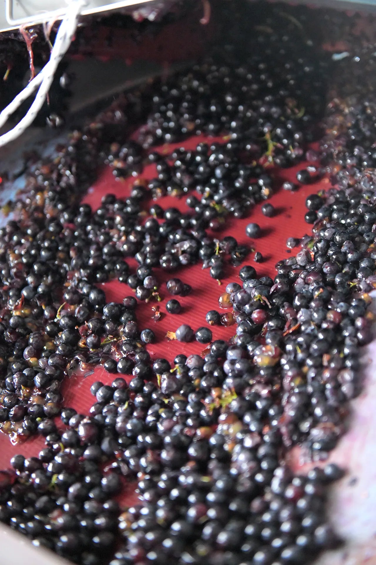 Whole black grapes turning in the crusher, the steel already running deep red.